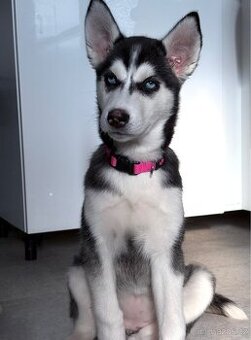 Sibiřský husky