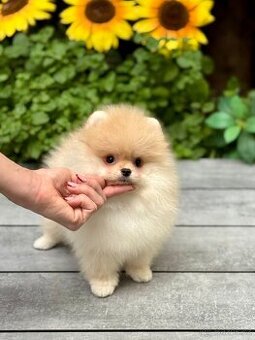 Pomeranian s PP