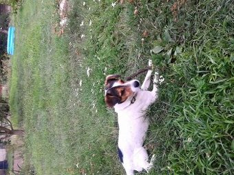 Jack Russell teriér