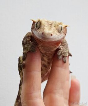 Pagekon řasnatý / ciliatus