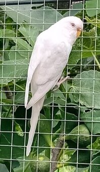 Andulky albino SAMICE