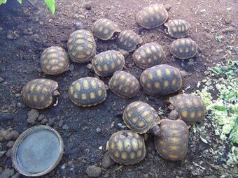 mladata zelva uhlirska vlasni chov