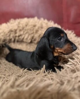 Trpasličí jezevčík štěňátka