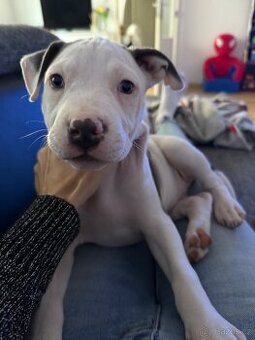 Štěně americký staford