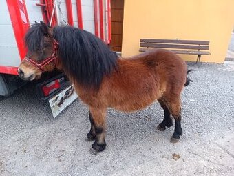 Predam ponika valacha ku detom 100  %