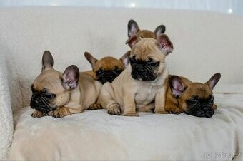 Francouzský buldoček