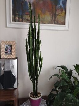 PRODÁM VELKÝ KRÁSNÝ SUKULENT CYPŘIŠ