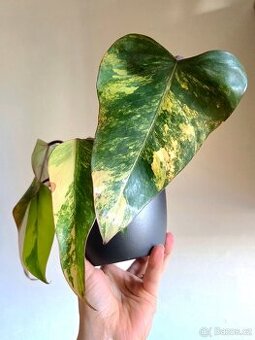 Philodendron strawberry shake