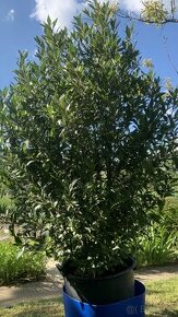 Vavřín-bobkový list