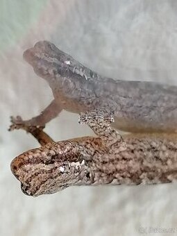 Mláďata Gekon Panenský /Ludodactylus Lugubris