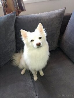 Americka eskymácká fenka křížená pomeranian