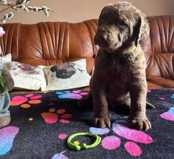 Chesapeake bay retriver (jako hnědý labrador, retrívr) s PP