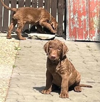Chesapeake bay retriver (jako hnědý labrador, retrívr) s PP