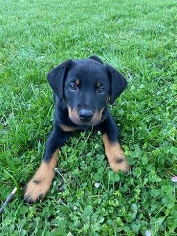 Dobrman x rottweiler