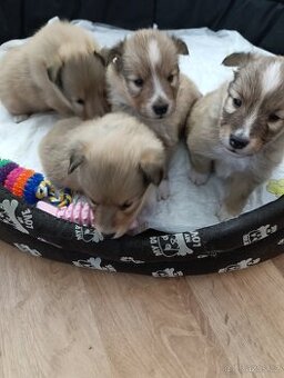 Prodej sheltie s PP