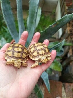 Želva ostruhatá, Geochelone Sulcata