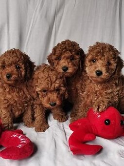 Maltipoo