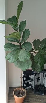 Ficus lyrata