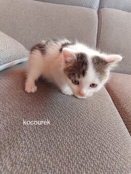 Daruji koťátka