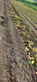 Rané brambory Marabel 15kč/kg