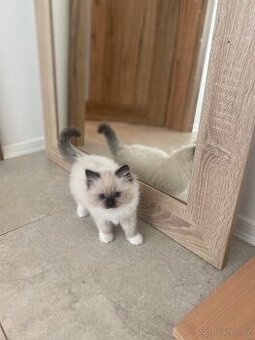 Ragdoll koťátko