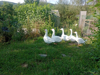 rozkrmená housata - 1