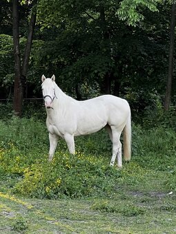 Quarter horse - Qh