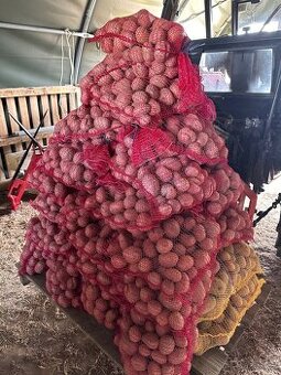 Brambory “BIO” na uskladnění