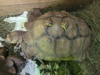 Želvičky uhlířské a ostruhaté