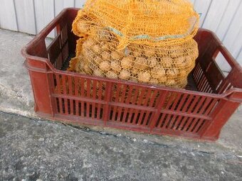 vlašské ořechy - 1