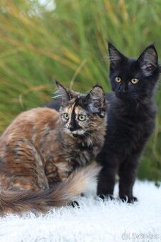 Mainská mývalí s PP