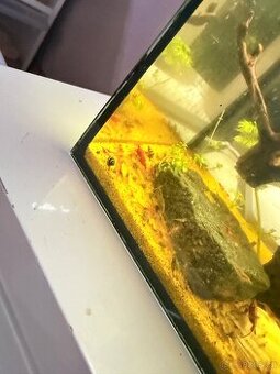 Krevetky mix barev červené většina