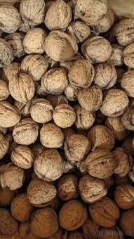 Prodám NEloupané ořechy