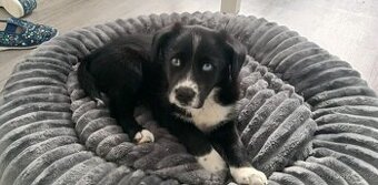 Dvouměsíční štěně Border kolie