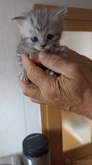 Britský whiskas kocourek s PP