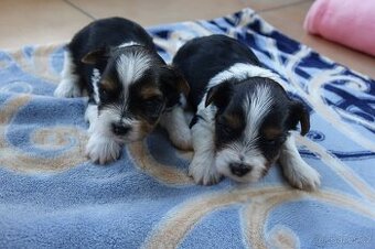 Nabízím k rezervaci štěňata biewerů