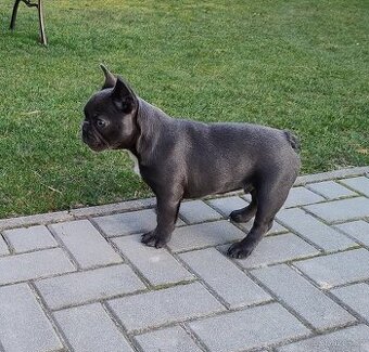 Francouzsky buldoček