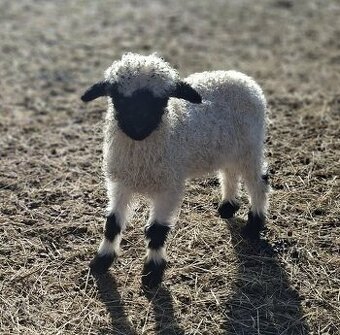Walliserská černonosá ovce