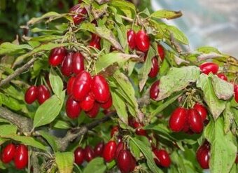 Jedlý medový DŘIN velkoplodý