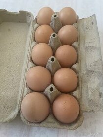 Násadová vejce