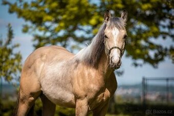 QH roční valášek- Při rychlém jednání cena 110.000,-
