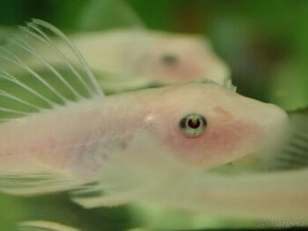 ancistrus L144 snow white