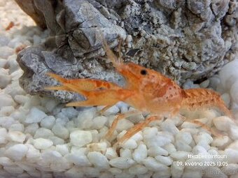 CPO mini ráček - Cambarellus patzcuarensis orange