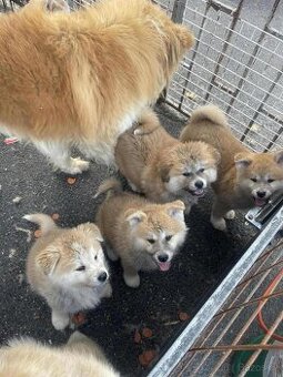 Akita inu štěnata - 1