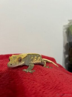 Pagekon řasnatý🦎✨