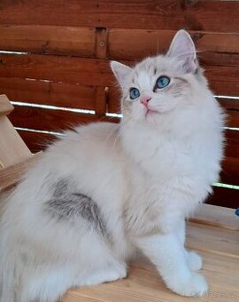 Kočička ragdoll s PP