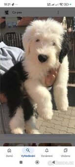 Bobtail