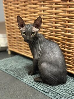 Don Sphynx s PP