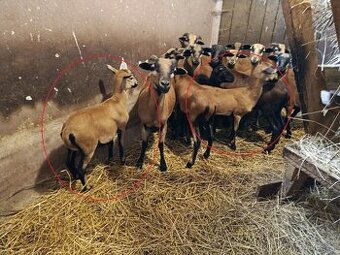 Kamerunská ovce - jehnička - srnčí zbarení