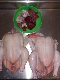 Domácí brojlerové kuře